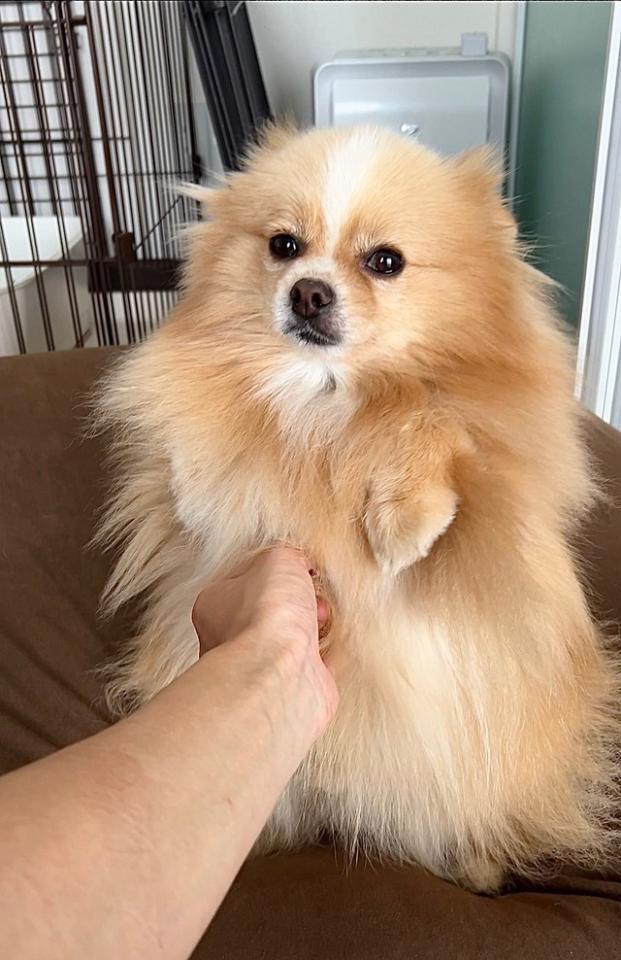 「我が犬、お留守番も頑張れる でも人間が帰ってきたらお耳ないないポンポン丸出し形態になってしまう」というひと言とともにポストされた写真（画像提供：ポメのピカルディさん）