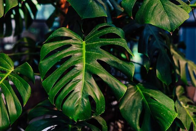 小笠原諸島から持ち帰ってもらったのは…。写真はイメージです（ir1ska/stock.adobe.com）