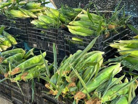 「誰か頑張ったねって言って」農園の妻が一人でとうもろこし500本処理 壮絶5時間の作業に5.5万いいねの声援