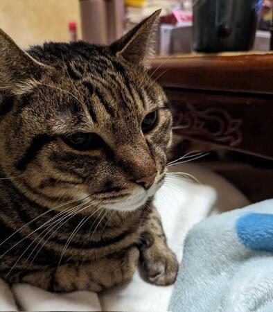 パンと一緒に段ボールで遺棄されていた子猫　家族の愛に包まれ“17歳のおじいちゃん猫”に　猫団子で眠る姿は「幸せそのもの」
