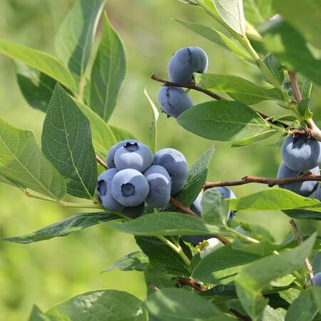 ブルーベリー畑の「小さな従業員」が大活躍!スズメバチ対策でも一役、その正体は…「助かります」「可愛い」