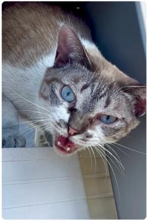 「シャー!」と威嚇していた猫のビフォーアフター「保護されてよかったね」「幸せそうでなにより」