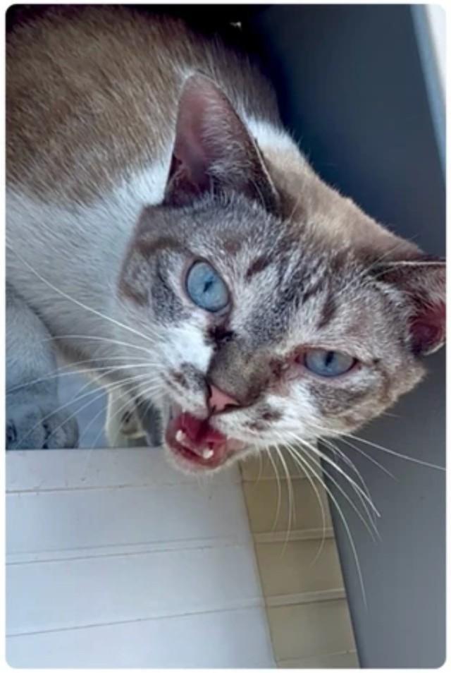 保護しようとすると「シャー」威嚇するネコチャン（画像提供：なごみ庵さん）