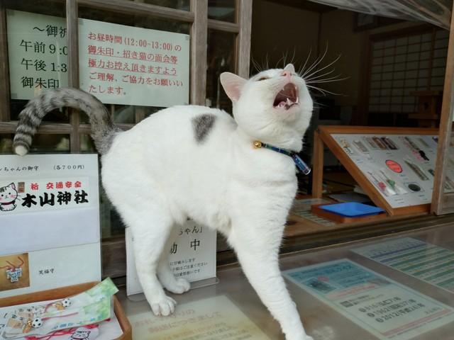 寂しくて…遠吠えする木山神社の現役招き猫テンちゃん（木山神社さん提供）