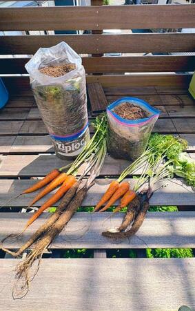 「信じられるかい？これ、ジップロックで育ったんだぜ」立派なニンジンとゴボウに称賛の声「畑でもこんなに上手くできない」