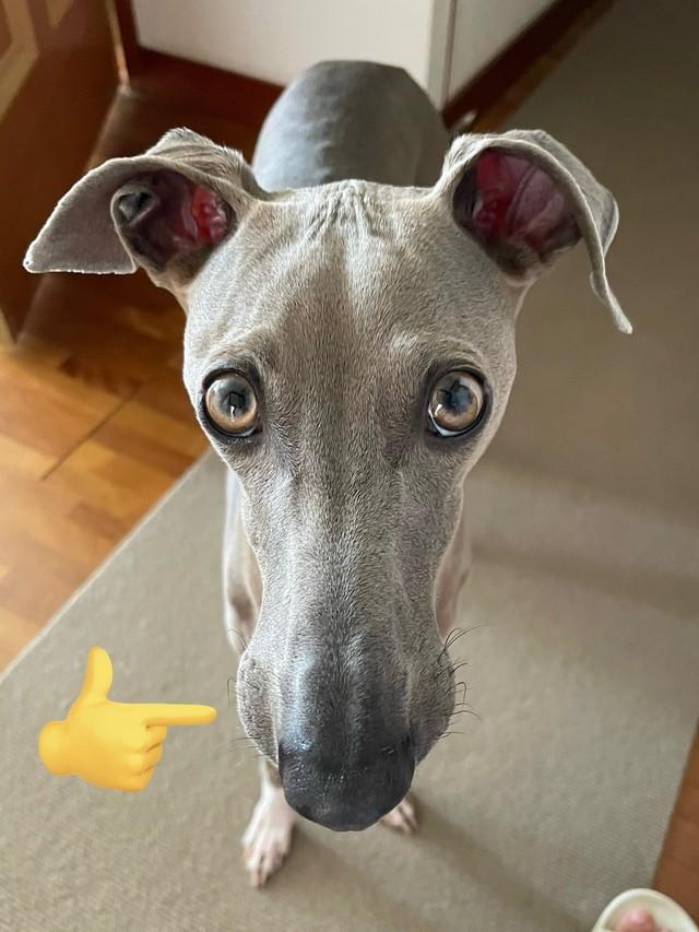 上から見るとマズルの先がふくれていますが…！？（画像提供：プットさん）