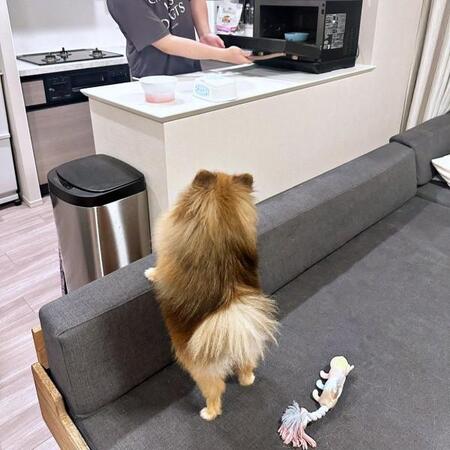 夏バテ犬が秒で完食！？ 食欲復活したユニークな神ワザに共感殺到　「ウキウキになって食べるのかわいい」「愛にあふれてますね」