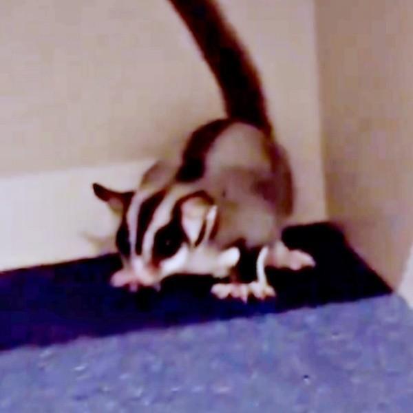 スーツケースから飛び出したモモンガ（画像提供：ちゃちゃまると下僕さん）