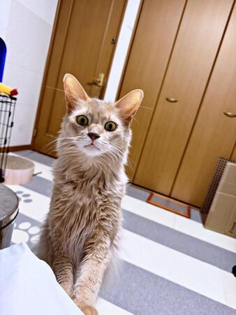 冷却シートを貼る飼い主に猫が仰天 おでこが白いことにびっくり?「凄い表情でガン見してますねw」「『何はってるの』という顔」