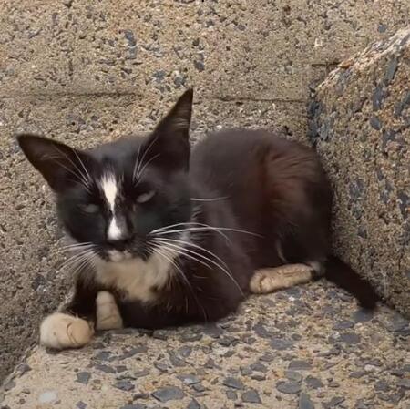 釣り針が刺さった猫を発見　助けたら…隠れていた子猫たちが次々と姿を見せた　「母猫が信頼して呼び寄せたのかも」と動画に反響