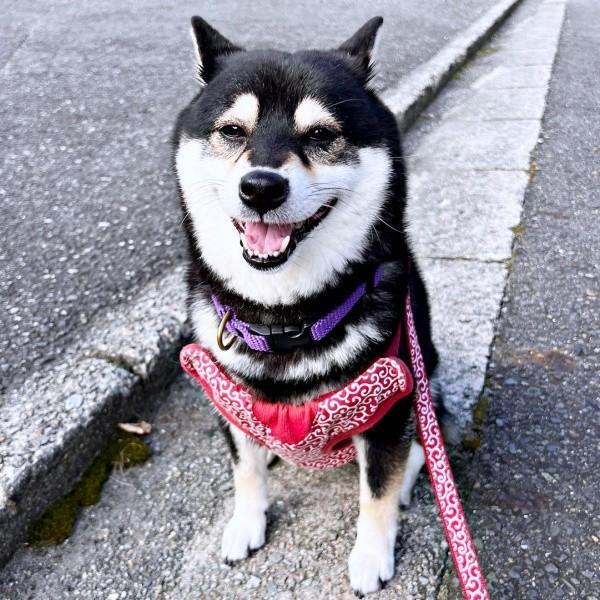 散歩中、いつもの「おすわり」タイム。蘭ちゃんのために飼い主さんがとった行動が素敵すぎる（画像提供：柴犬 蘭さん）