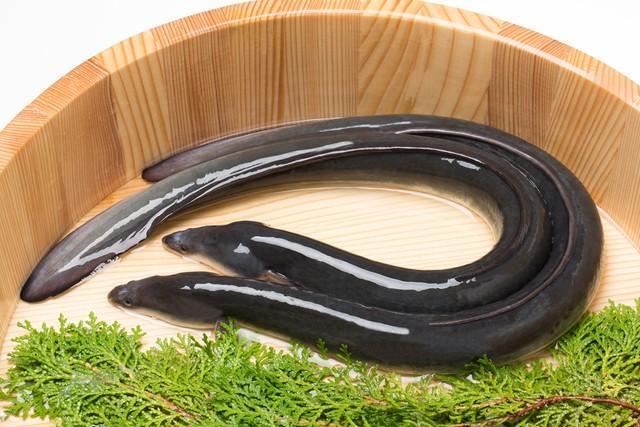 イギリスの伝統料理「ウナギのゼリー寄せ」とは…※画像はイメージです（Tsuboya/stock.adobe.com）