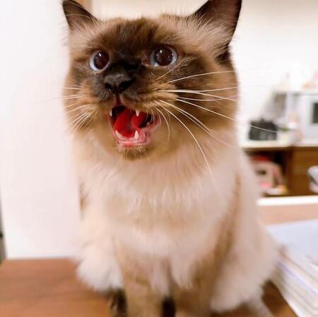 ピンポーンに反応する猫さん……「お母さんいるかな？」勝手にインターホンに出て→どうなった？