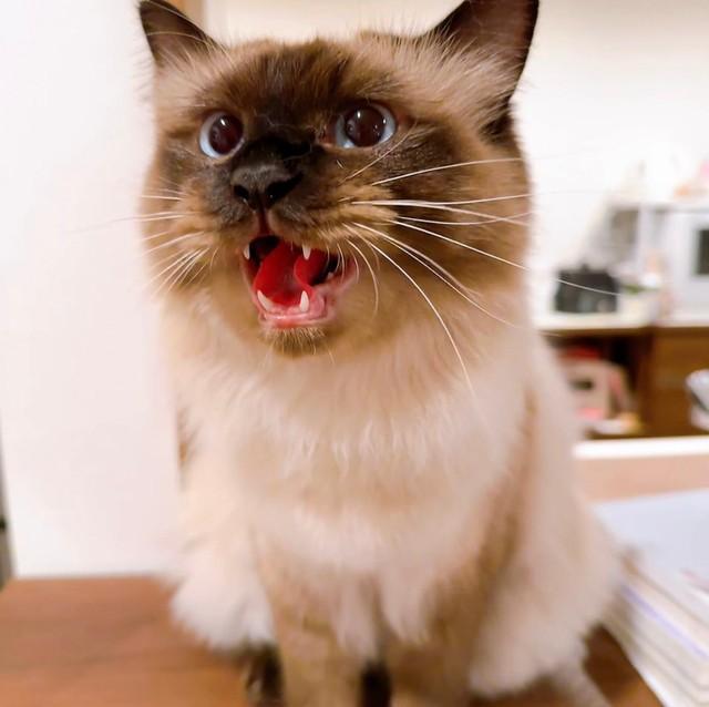 何度も”インターホン対応”する猫さん（もきゅさん提供）