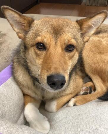 幼い子犬の頃、両親と離れ、ひとりぼっちになった元野犬　初めての譲渡会で幸せな家族の一員に