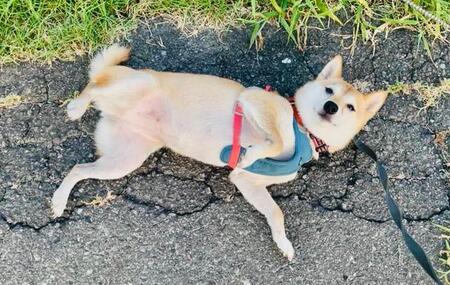 散歩中「触って大丈夫な子ですか？」声かけに→いきなりゴロン「撫でられる気まんまん」の柴犬さん