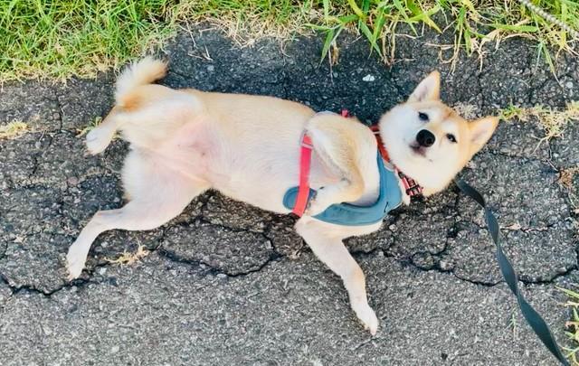 無防備な姿に反響（画像提供：豆柴 はなこちゃん）