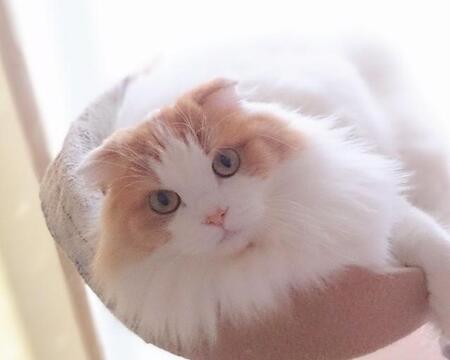 熊本地震でも娘を守った愛猫がリンパ腫に　再発、そして抗がん剤が効かなくなり……緩和ケア期は互いに愛情を伝え合う尊い時間に