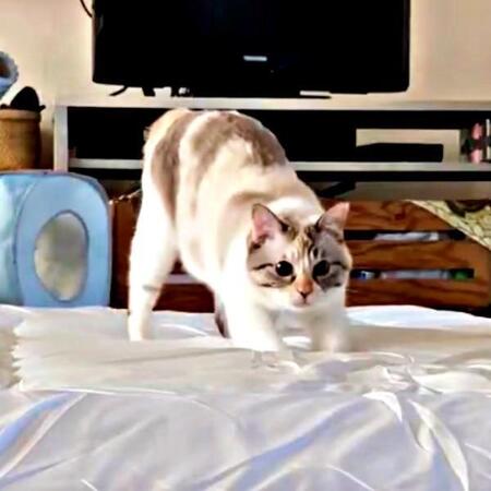 「やる気出ない人、うちの猫見て」無人の部屋、布団で覚醒した猫の“全力モード”に反響　「登場シーン最強」「キレッキレ」「元気出た」