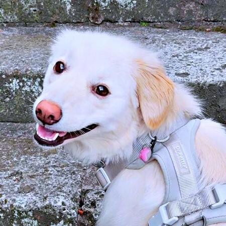 散歩中、階段を登りつつチラッと振り返るわんこ　飼い主を気づかうような仕草に「優しい子」「信頼の証」「愛を感じる」