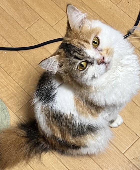 繁殖に向かないと判断された命