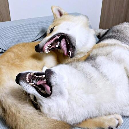 妹の口の中舐めたいvsお兄ちゃんの口食べたい…兄妹犬の激しすぎる“口バトル”に爆笑 「意味わかんなくてかわいい」「仲良しさん」
