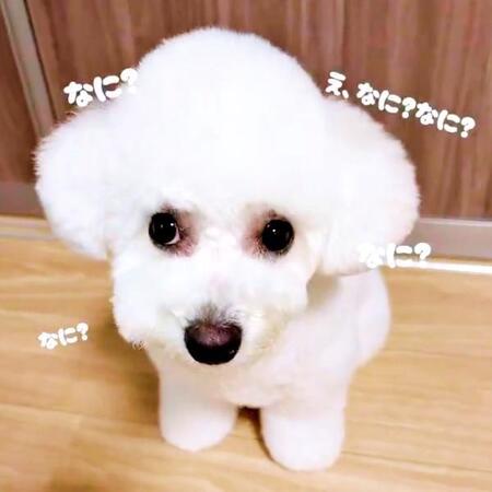 愛犬のトリミング報告動画がおもしろすぎる ナレーション&“心の声”字幕に5.3万いいね 本格的編集に「ずっと笑ってるw」