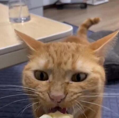 猫が「おいしくてしっぽぴこぴこ」しながら食べるのは？「初めて見ました」「謎の食生活」