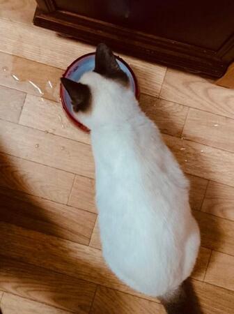 ひき逃げされ、肺炎にもなっていた子猫→9年後の成長した姿にネット「同じ猫とは思えない」