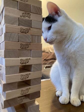 飼い主とジェンガで遊ぶ猫さん「ルール理解してる？」崩れた瞬間のがっかり顔が話題に
