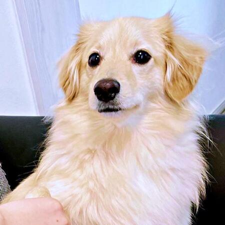 愛犬の手をにぎったら……「これは？」とうるんだ瞳で見つめられ、胸きゅん「恋に落ちる音がした」