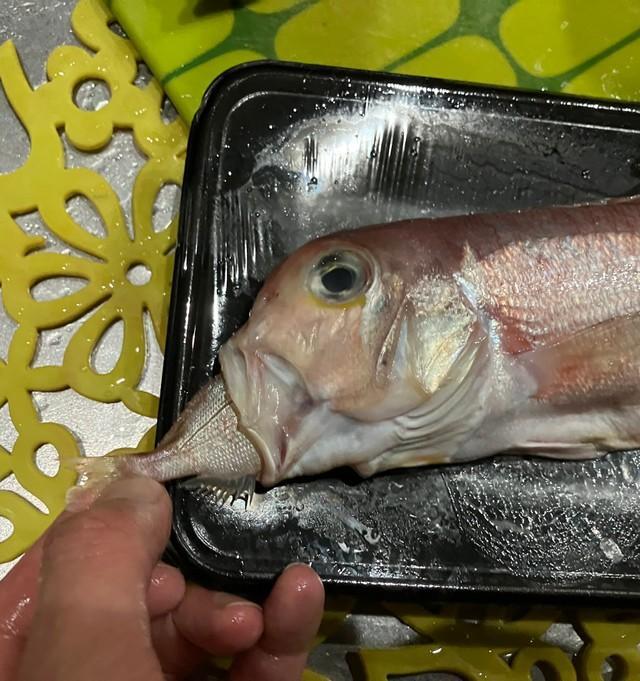スーパーで売られていた甘鯛の口から小さな鯛の尾がのぞいていた！（Eudorinaさん提供）