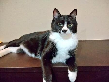 「可愛くないから投稿するな」愛猫に、ひどすぎるリアクション　「見た目で評価しないで」飼い主にとっては一番可愛い