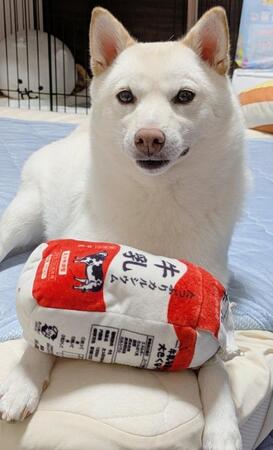 【アフター写真】成犬になった今でも大事にしているおもちゃ（画像提供：白柴犬まんまるさん）