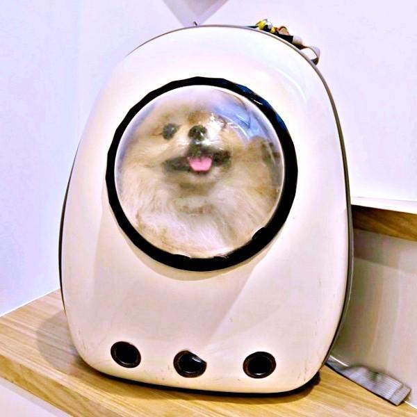 「お出かけ」だと思って笑みを浮かべるボスくんですがーー（画像提供：ポメラニアン ボスさん）