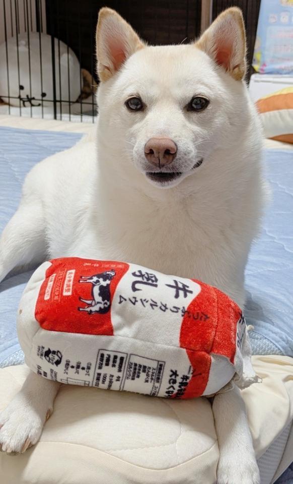 【アフター写真】成犬になった今でも大事にしているおもちゃ（画像提供：白柴犬まんまるさん）