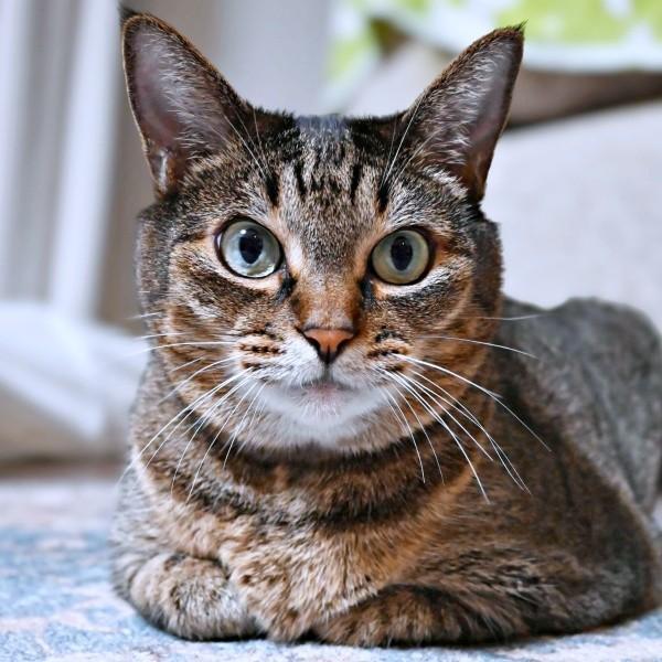 香箱座りをしながらくつろぐかまどちゃん（画像提供：たまご@猫とごはんさん）