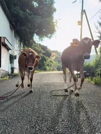 “ヌシ”めがけて、子牛が爆走してきて……可愛すぎる！　“若き牛飼い”へのリアクションに「犬かと思った」「こんな生活したい」