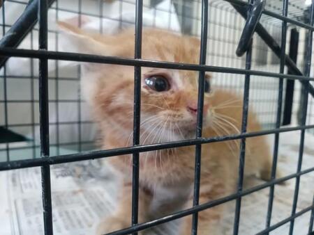 鶏小屋の脇でひとりぼっち、鳴き続けていた子猫を保護、愛らしい姿に反響　村で続く“捨て猫の現実”