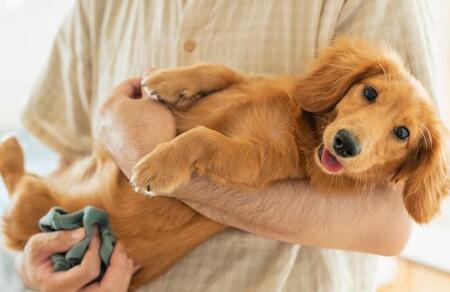 肩に抱いて、縦に抱いて…実は危険！　獣医師が教える、正しい犬のだっこ「全部やってた」「家族にシェアします」