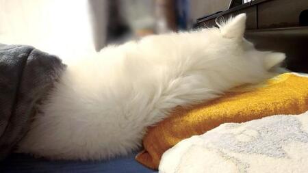 肩こり改善のため「高級枕」を買ったのに…「毎晩その後ろ姿を見ながら眠りについています」