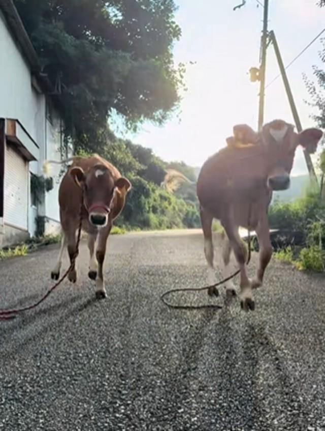 飼い主の元に走って駆け寄る子牛2頭／エアロファームさん（@aerofarm_5865）提供