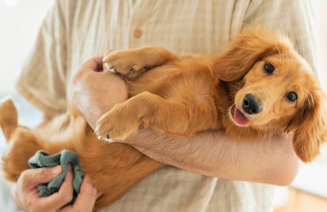 獣医師が教える「正しいだっこの手順」は…※画像はイメージです（One/stock.adobe.com）