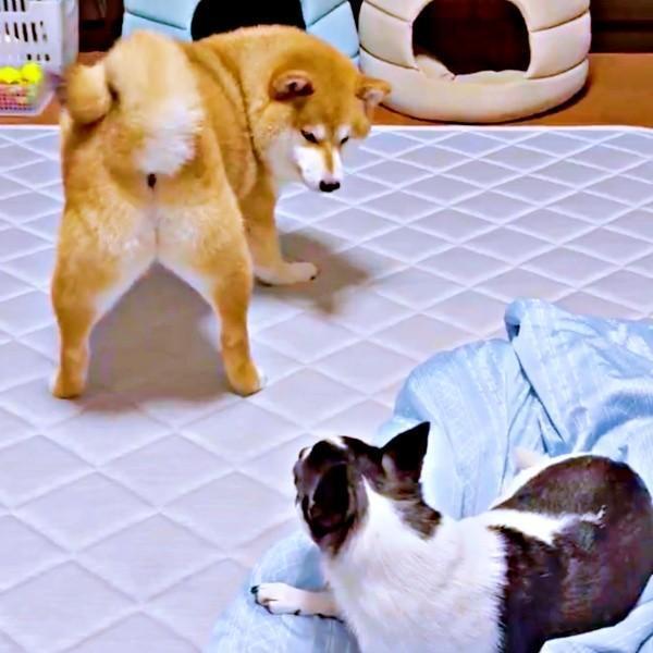 お尻で誘う（左）あずきちゃん、じっと見つめる（右）いくらちゃん、43秒の駆け引きが話題にーー（画像提供：林さん）