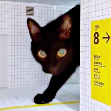 黒猫が『8番出口』の世界に現れた!?ところが… ルールを完全スルーする姿に爆笑「とんでもない異変」「引き返したくない」