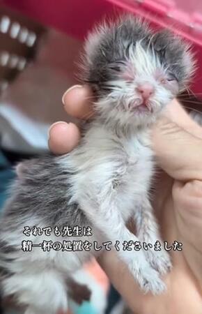 産まれて間もなく隙間に落ちていた、瀕死の子猫→わずか6グラムの命が奇跡的につながった「生きようとする力を諦めないで」