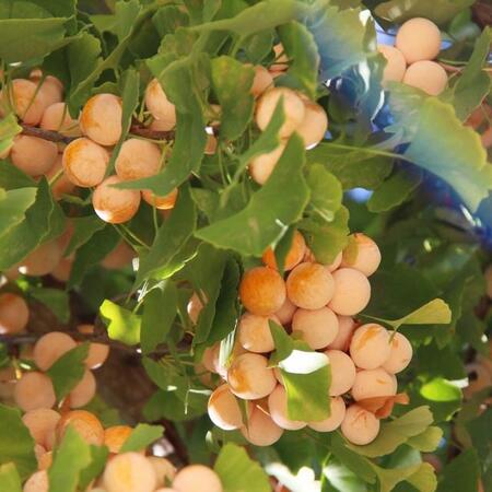 銀杏踏むと「かぶれる」「靴がくさくなる」「帰りの車が」…銀杏注意喚起の看板「散々な言われようで草」