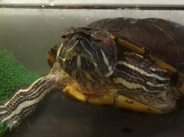 100円に値下げされていたという、ぐいちゃん／飼い主さん提供