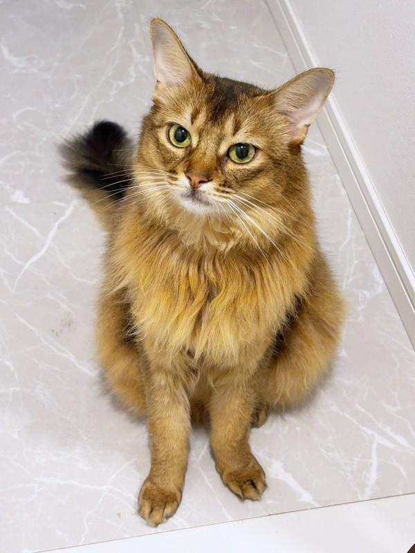 「ただいま！」帰宅した飼い主さんを出迎えるコン太くん（画像提供：とりねゆこさん）