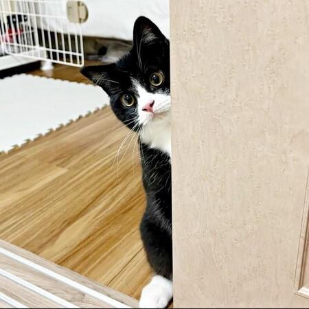 愛猫が「吐いてごめんなさい…」？ 切ない“しょんぼり姿”に励ましのコメント殺到「大丈夫だよー！」「よくあることだからね」